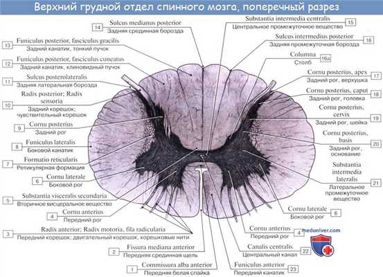 Анатомия: Серое вещество, substantia grisea. Передние рога, боковые рога, задние рога спинного мозга