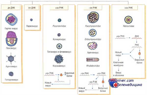 классификация вируса