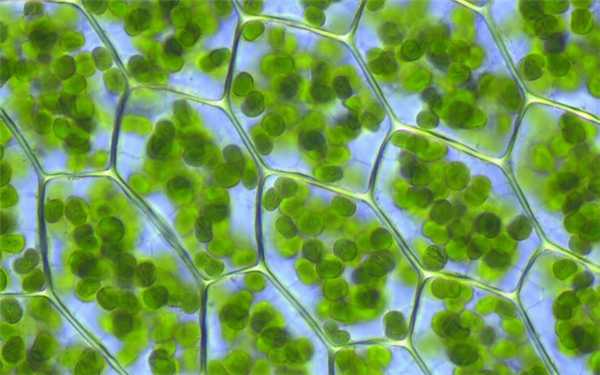 Хлоропласты в биологии