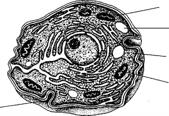 Органоиды клетки