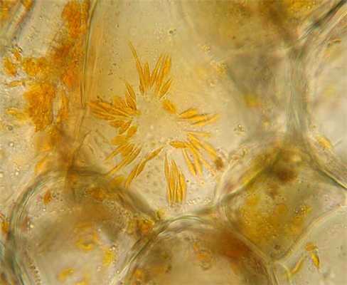 Структура хромопластов