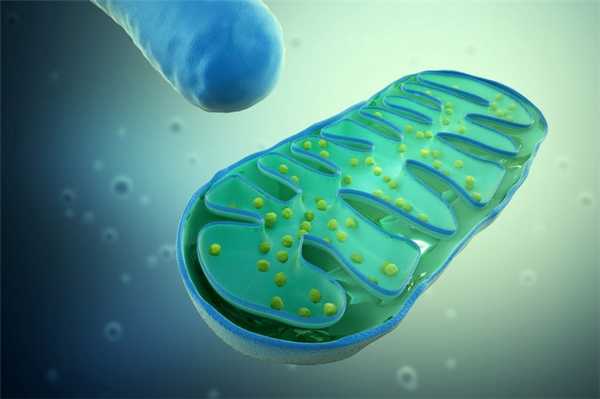 Свойства митохондрий