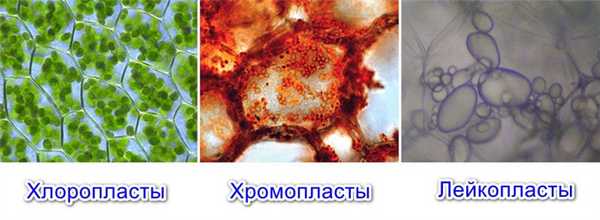 Виды пластид: хлоропласты, хромопласты, лейкопласты