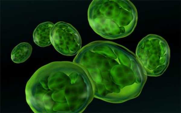 Размножение пластид