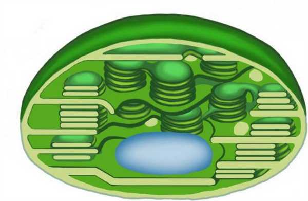 Строение хлоропласта