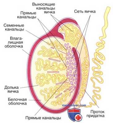 строение яичек