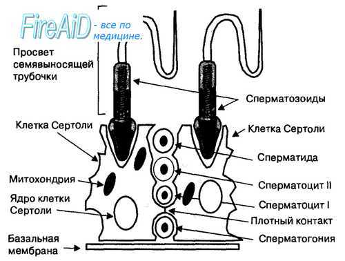 Функции семенников. Концентрация тестостерона в плазме крови. Клетки Сертоли. Андрогены.