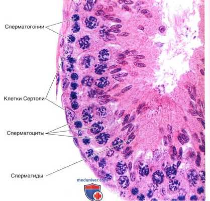 строение яичек