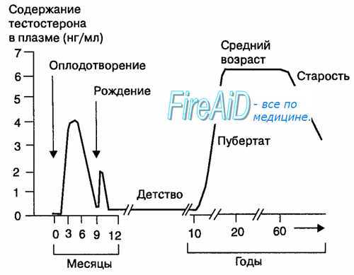Репродуктивная функция мужского организма. Функции семенников. Концентрация тестостерона в плазме крови. Клетки Сертоли.