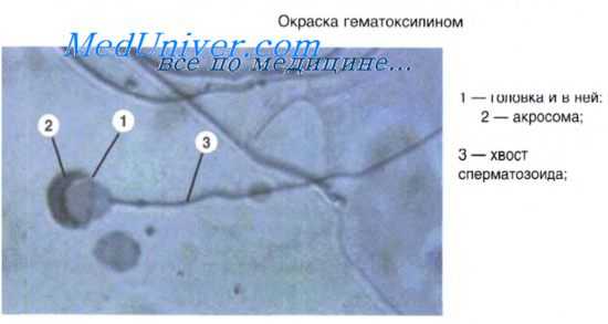 органы мужской половой системы