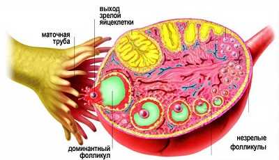 Созревание и выход яйцеклетки из яичника