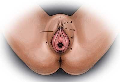 Схема расположение женских гениталий