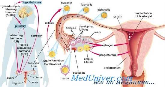 строение яичников