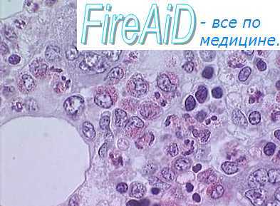 Строма костного мозга. Роль стромы костного мозга в регуляции кроветворения.