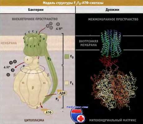 F1F0-АТФ-синтаза