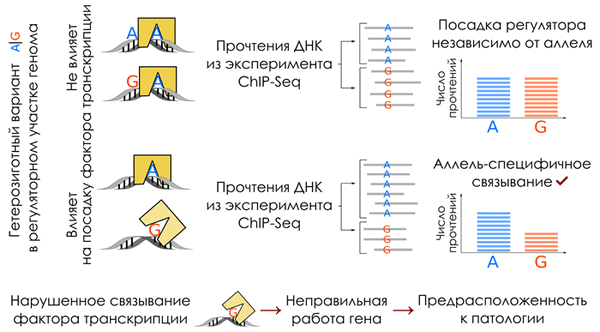 Гетерозиготный вариант в регуляторном участке генома