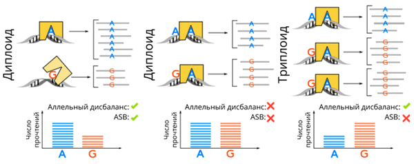 Аллельный дисбаланс