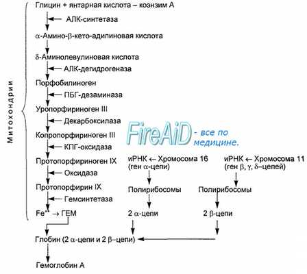 Структура и функция гемоглобина