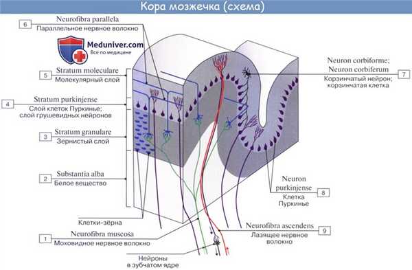 Анатомия: Мозжечок, cerebellum. Строение мозжечка