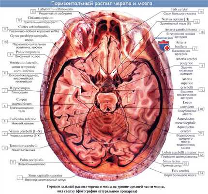 Анатомия: Мозжечок, cerebellum. Строение мозжечка
