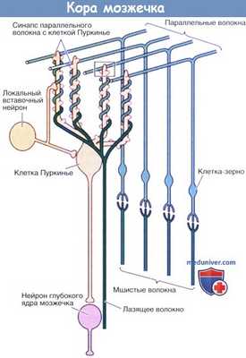Кора мозжечка