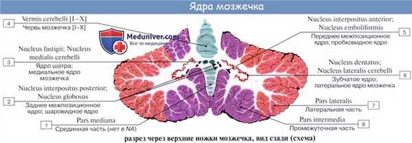 Анатомия: Мозжечок, cerebellum. Строение мозжечка