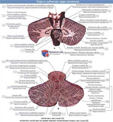 Анатомия: Мозжечок, cerebellum. Строение мозжечка