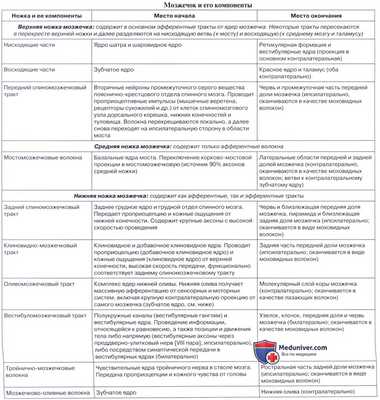Анатомия: Мозжечок, cerebellum. Строение мозжечка
