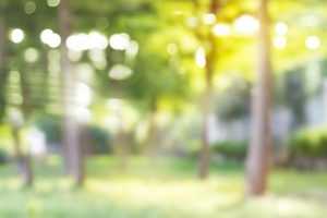 Размытый лес