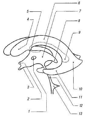 Схема: желудочковая система мозга