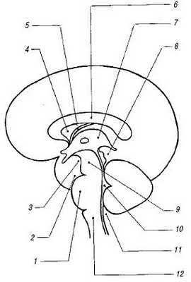 Схема: расположение основных мозговых структур на срединном сагиттальном срезе