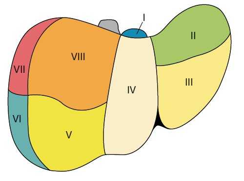 Сегментарное строение печени: вид с диафрагмальной поверхности