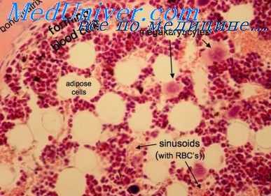лимфоциты при лучевой болезни