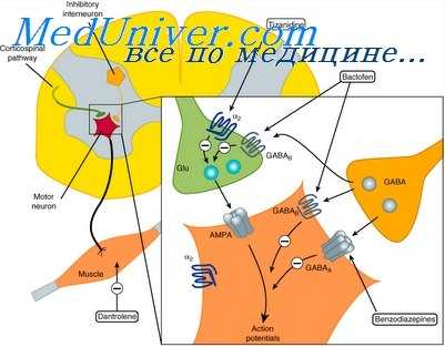 миорелаксанты