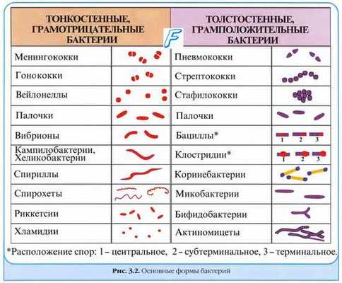 Регионарные и генерализованные инфекции. Моноинфекции. Микстинфекции.