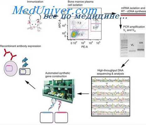 зрелые антителопродуценты