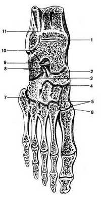 Костно-суставной аппарат стопы