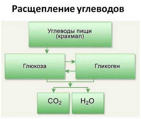 расщепление углеводов