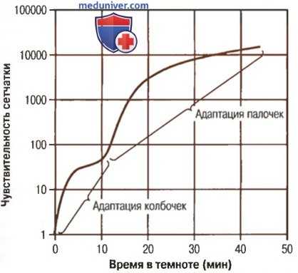 Световая и темновая адаптация. Механизмы световой и темновой адаптации