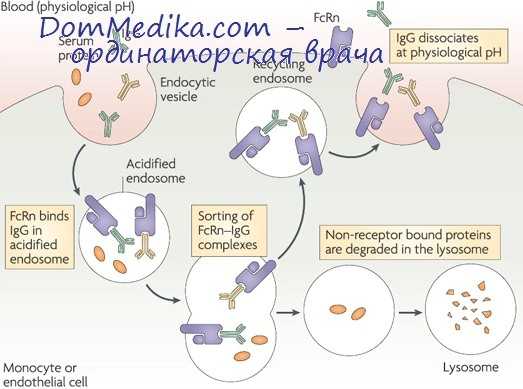 антидетерминанты