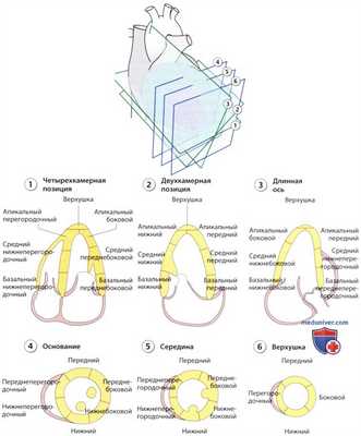 ЭхоКГ анатомия левого желудочка сердца в норме