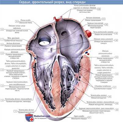 Анатомия сердца: Правый желудочек. Левый желудочек