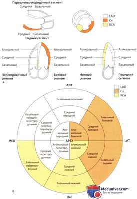 ЭхоКГ анатомия левого желудочка сердца в норме