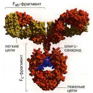 Структура иммуноглобулина IgG