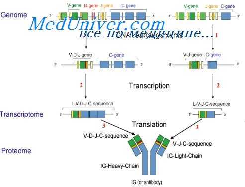 свойства антител