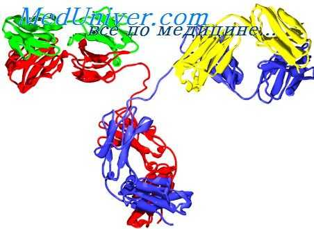 структура иммуноглобулинов