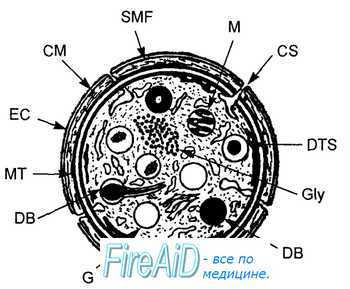 Тромбоциты. Структура тромбоцитов. Функции тромбоцитов.