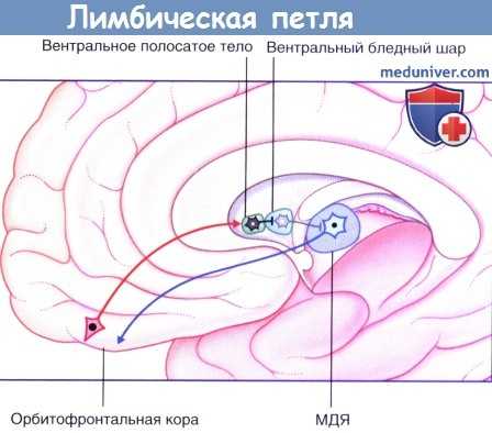 Лимбическая петля