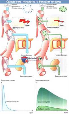 Связывание лекарств с белками плазмы
