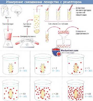 Измерение связывания лекарства с рецептором